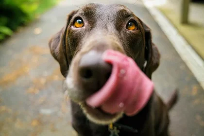Cachorro de estimação em área residencial, ilustrando a convivência com pets na Irlanda.