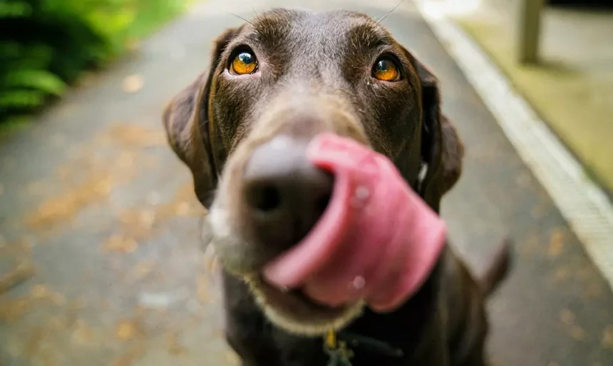 Cachorro de estimação em área residencial, ilustrando a convivência com pets na Irlanda.