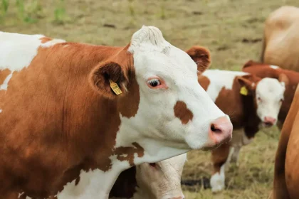 Rebanho de gado de corte em fazenda brasileira, setor que pode ser impactado pelas novas exigências da União Europeia para exportações.