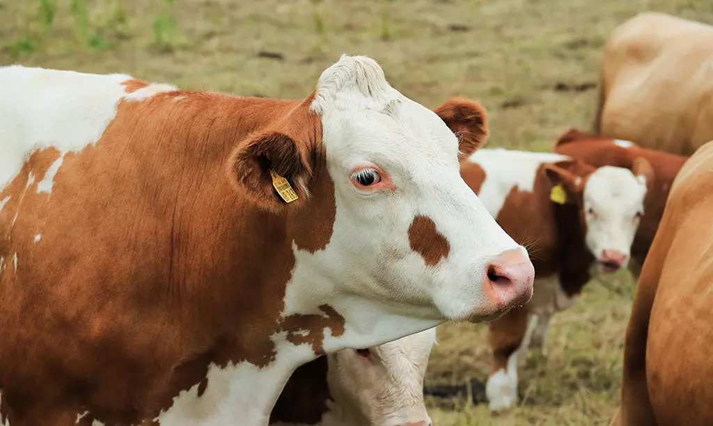 Rebanho de gado de corte em fazenda brasileira, setor que pode ser impactado pelas novas exigências da União Europeia para exportações.